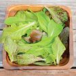 Wildest Garden Lettuce Mix Seeds Hot on Sale