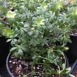 Organic Sweet Woodruff (1 Gallon) Hot on Sale