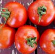 Glacier Tomato Seeds (Organic) on Sale