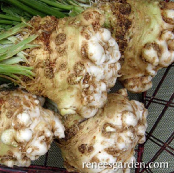 Prinz Celeriac Celery Root Seeds For Sale