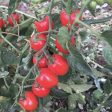 Gardener s Sweetheart Cherry Tomato Seeds Supply