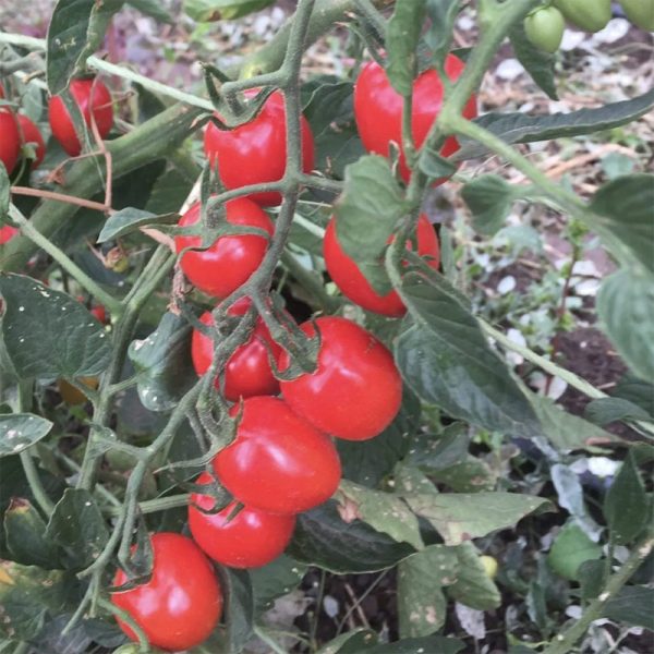 Gardener s Sweetheart Cherry Tomato Seeds Supply