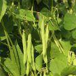 Shelling Green Arrow Pea Seeds (Organic) For Discount