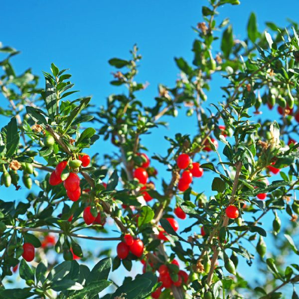 Organic Goji Berries (1 Gallon) Fashion