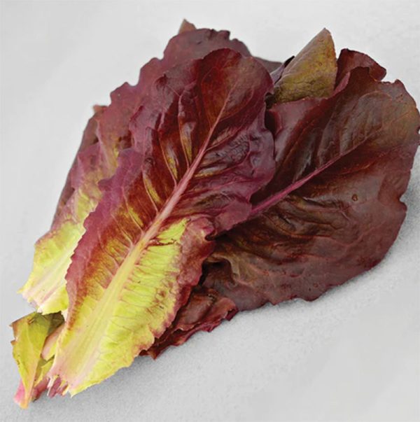 Devil s Tongue Lettuce Seeds (Organic) Discount