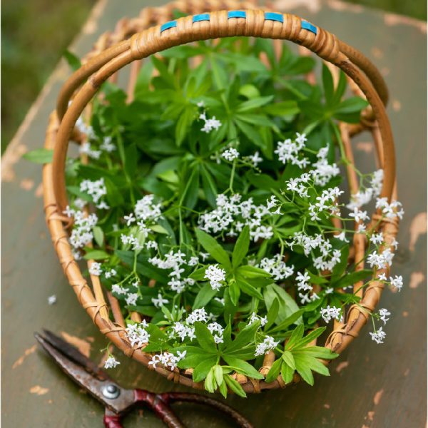 Organic Sweet Woodruff (1 Gallon) Hot on Sale