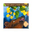 Honey Drop Cherry Tomato Art Pack (Organic) Fashion