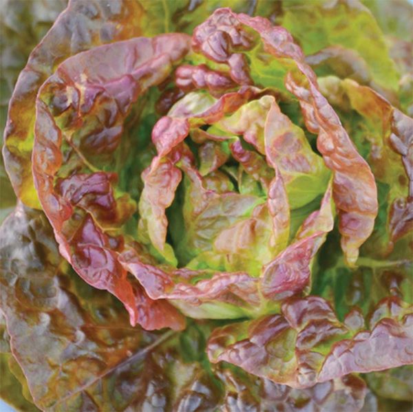 Continuity Lettuce Seeds (Organic) Sale