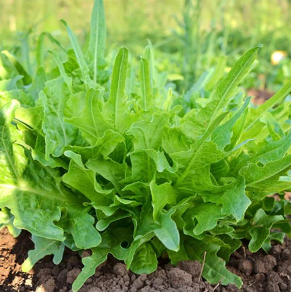 Italianischer Lettuce Seeds (Organic) Hot on Sale