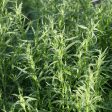 Organic French Tarragon (1 Gallon) For Discount