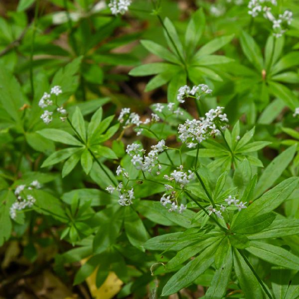 Organic Sweet Woodruff (1 Gallon) Hot on Sale