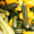 OUT Melody Mix Summer Squash Seeds Online Sale