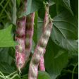 Borlotto Lingua Di Fuoco Nano Dry Shell Bush Bean Seeds on Sale