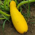 Prolific Yellow Straightneck Summer Squash Seeds (Organic) on Sale