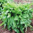 Italianischer Lettuce Seeds (Organic) Hot on Sale