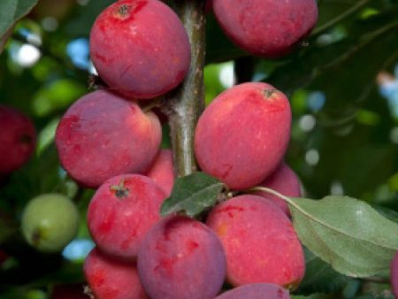 Dolgo Crabapple Tree Sale