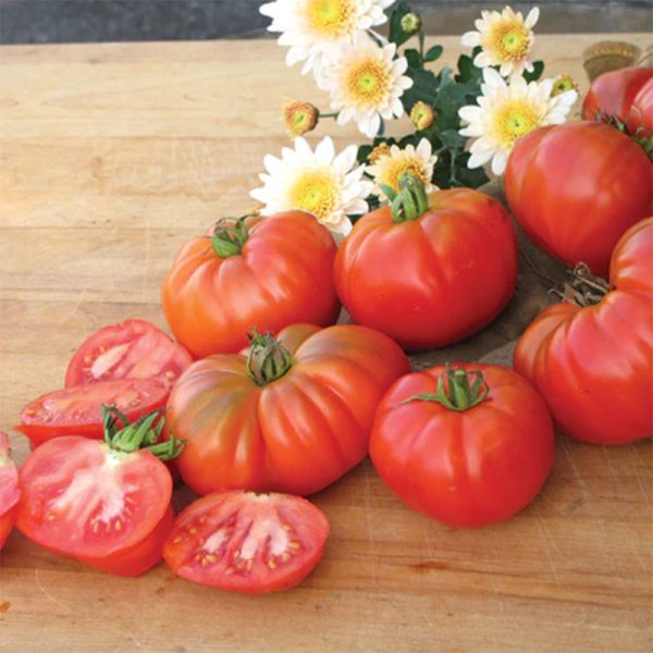 Grandma s Pick Tomato Seeds For Cheap