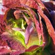 Rouge D Hiver Romaine Cos Lettuce Seeds (Organic) For Cheap