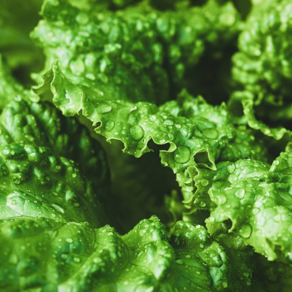 Black Seeded Simpson Lettuce Seeds on Sale