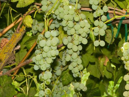 Table Grape Vine - Himrod (Seedless) Hot on Sale