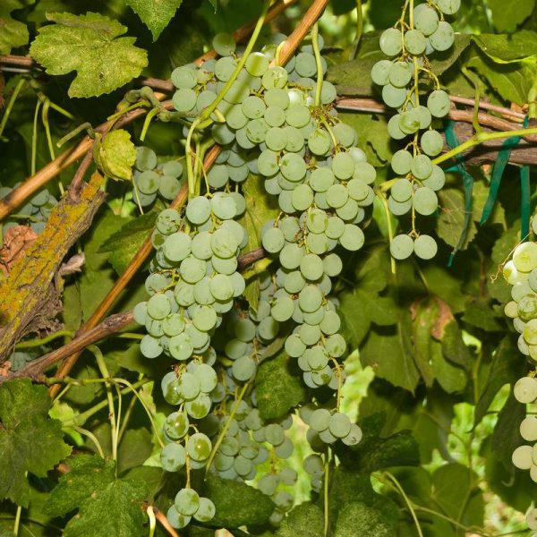 Table Grape Vine - Himrod (Seedless) Hot on Sale