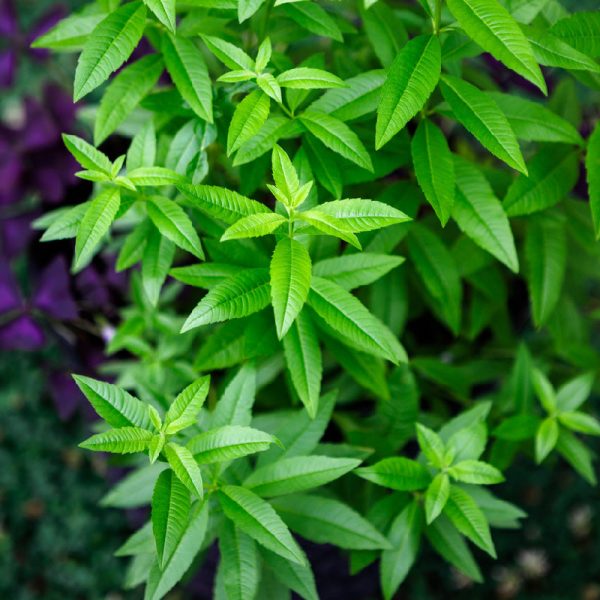 Organic Lemon Verbena (1 Gallon) Online now