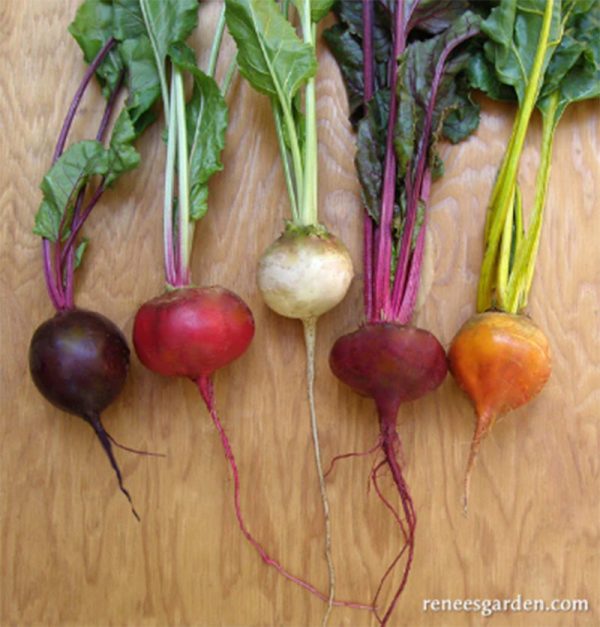 Five Color Rainbow Gourmet Beet Seed Mix Online Sale