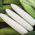 Mirage F1 Sweet Corn Seeds (Organic) Online