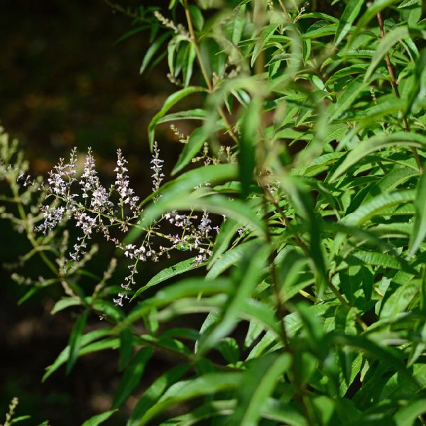 Organic Lemon Verbena (1 Gallon) Online now