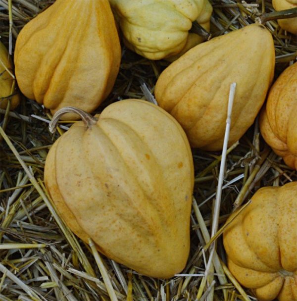 Thelma Sanders Sweet Potato Winter Squash Seeds (Organic) For Sale