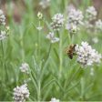 Organic Arctic Snow Lavender (1 Gallon) Sale