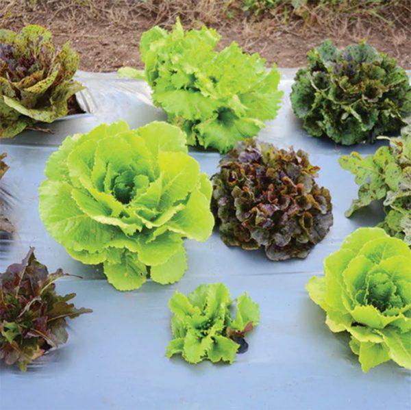 Wildest Garden Lettuce Mix Seeds Hot on Sale