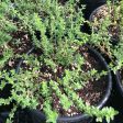 Organic English Thyme (1 gallon) For Discount