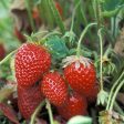 Organic Cabrillo Strawberry (Box 1000) Online