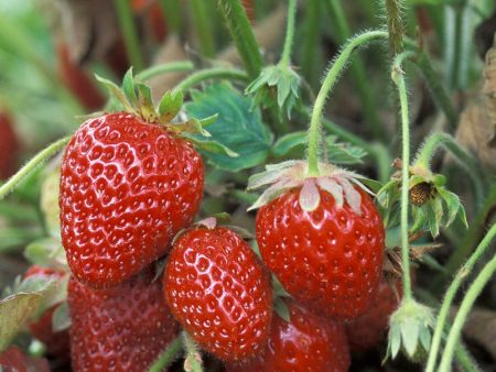 Organic Cabrillo Strawberry (Box 1000) Online