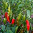 Aji Rico Hot Pepper Seeds Online now