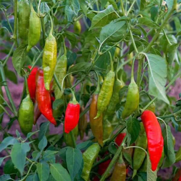 Aji Rico Hot Pepper Seeds Online now