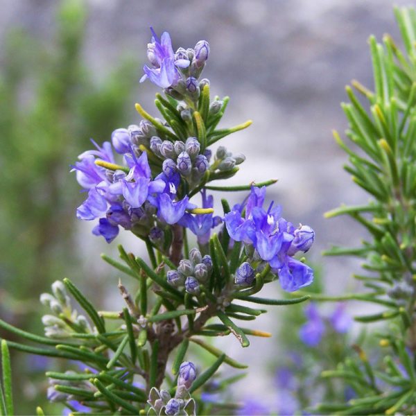 Rosemary Seeds (Organic) Supply