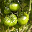 Green Zebra Tomato Seeds (Organic) Supply