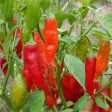 Aji Rico Hot Pepper Seeds Online now