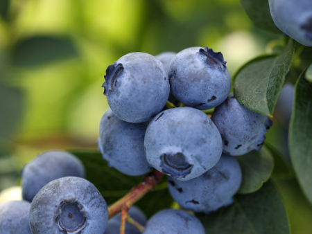 Blueberry - Top Hat  (Mid Harvest) Hot on Sale