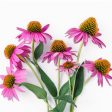 Organic Echinacea Angustifolia (1 Gallon) Online now