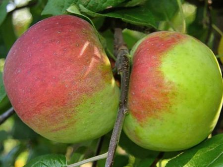 Cortland Apple Tree Hot on Sale