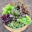 Wildest Garden Lettuce Mix Seeds Hot on Sale