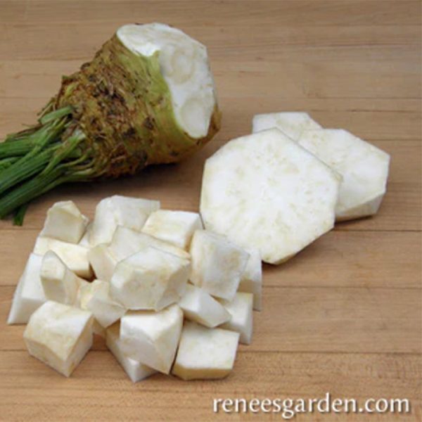 Prinz Celeriac Celery Root Seeds For Sale